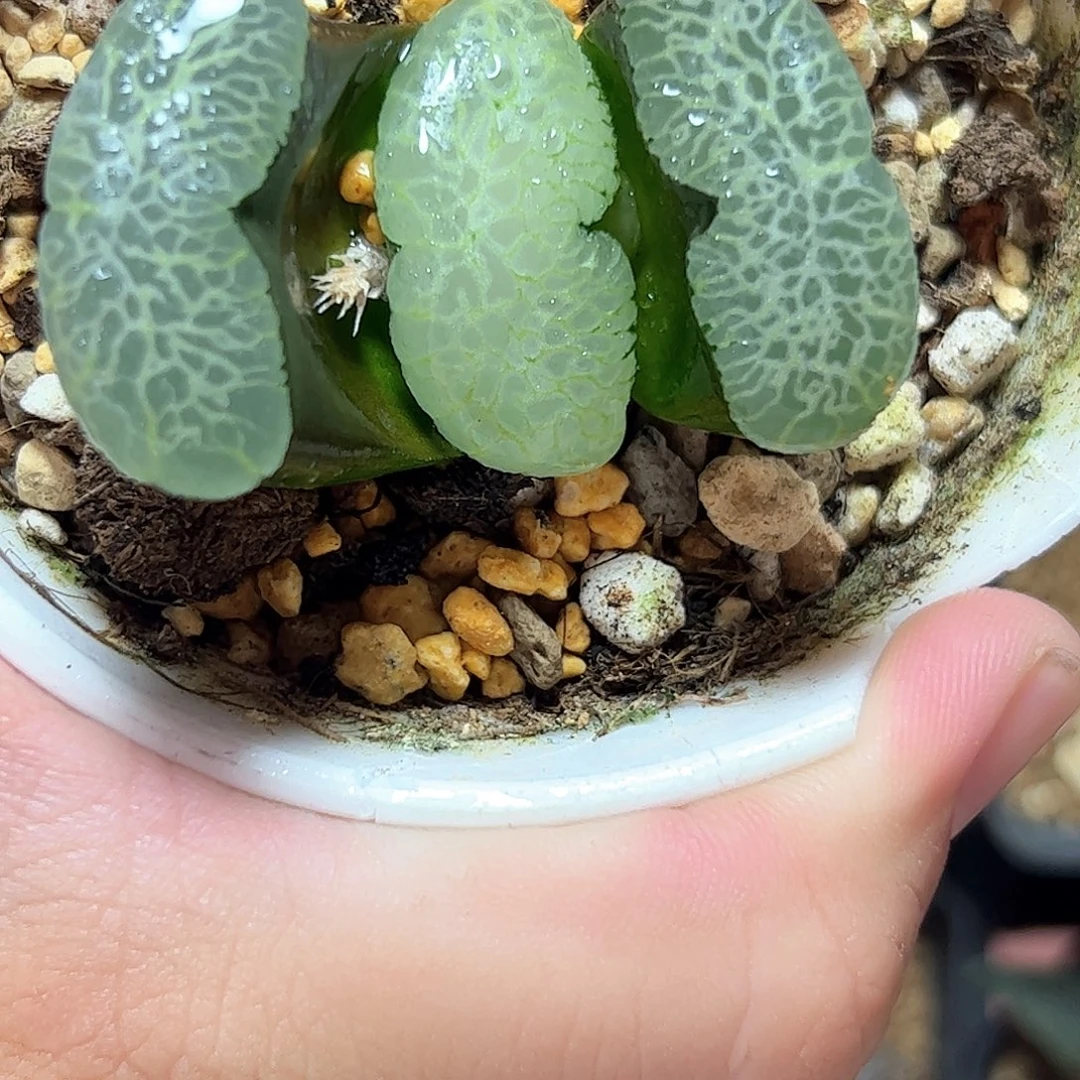 海之蓝十二卷多肉植物满