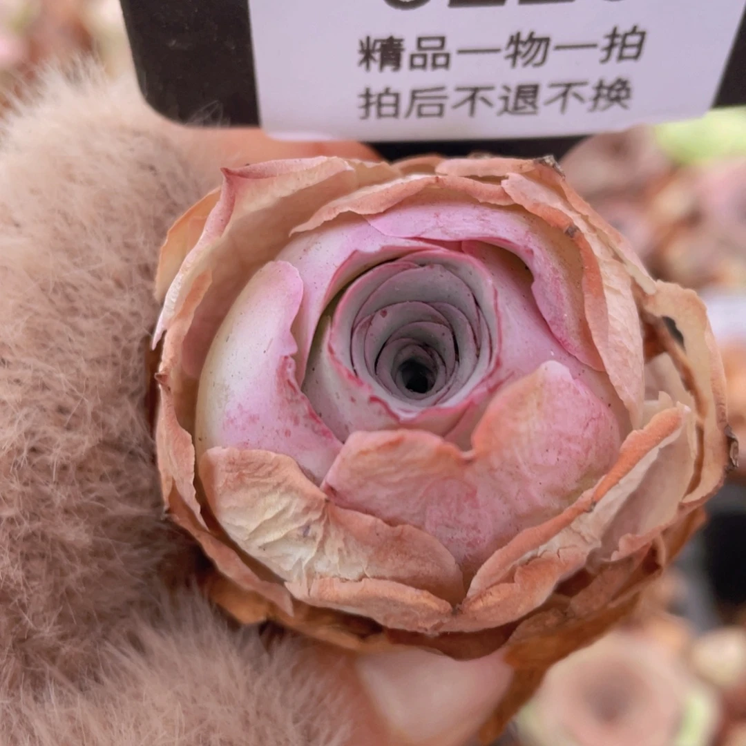 山地玫瑰0226裸根发货断枝不包损不售后