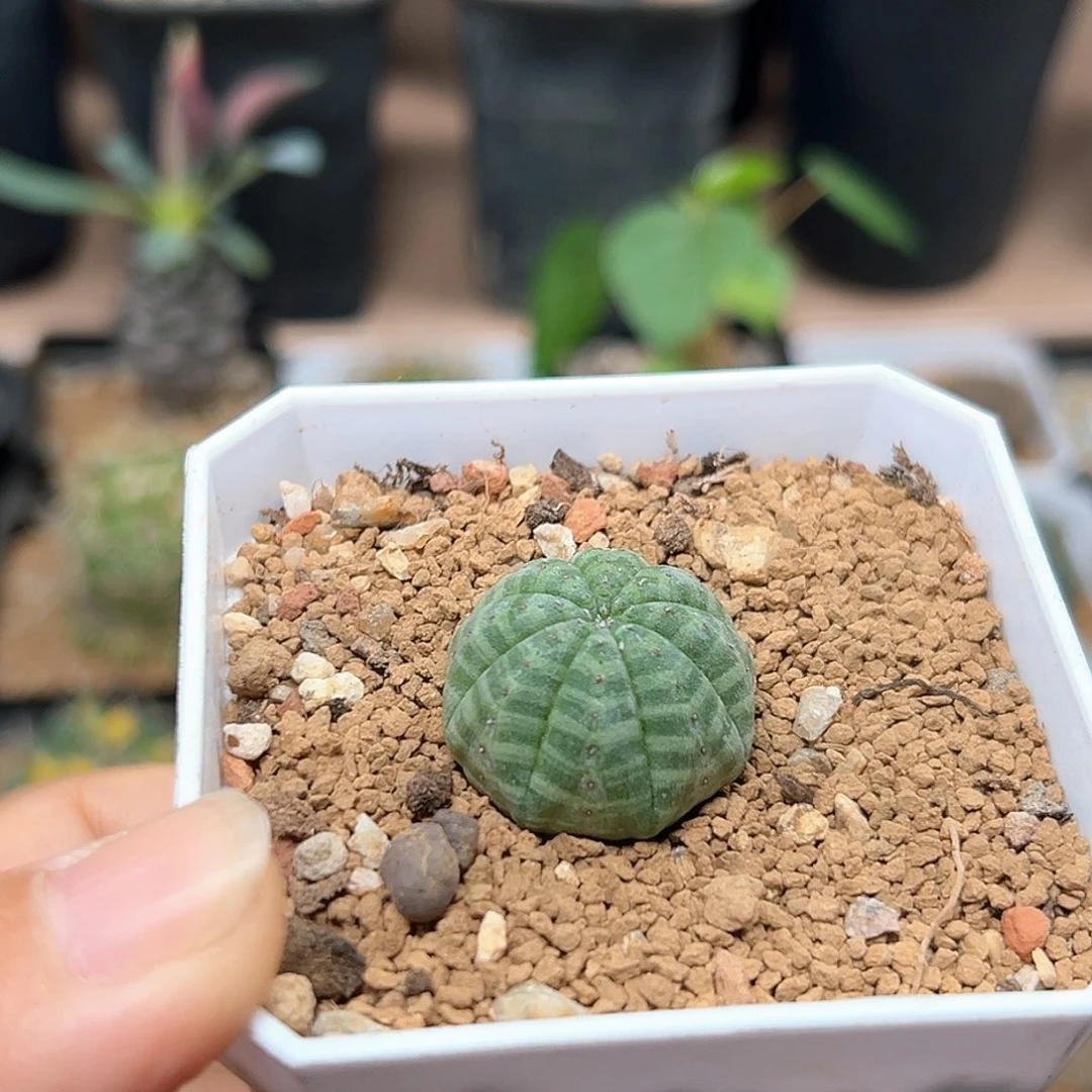 无花朵白肌神玉布纹球实生球一颗