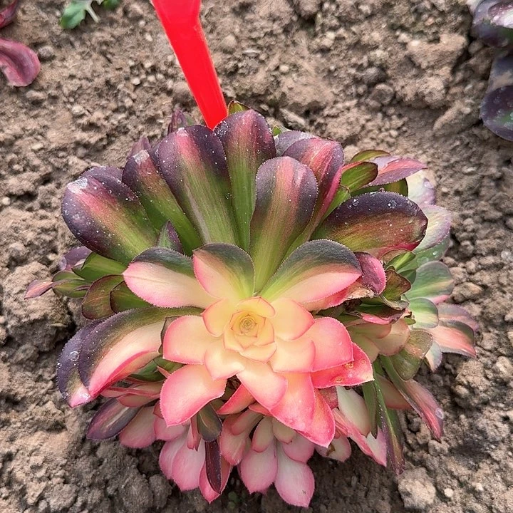 4-119流星雨多肉法师