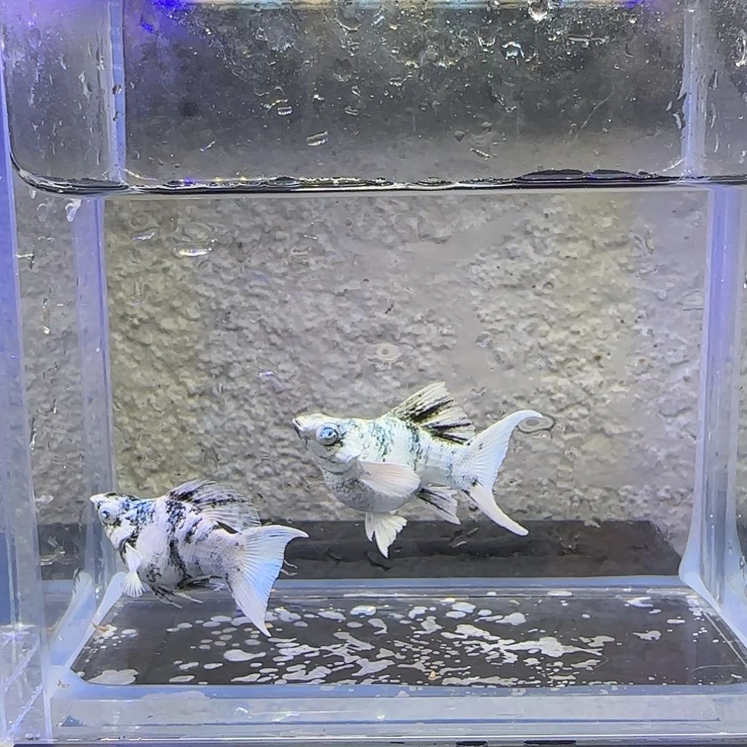 孔雀鱼水墨燕尾（36号）
