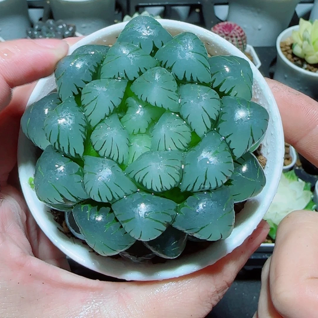 大母本冰灯多肉