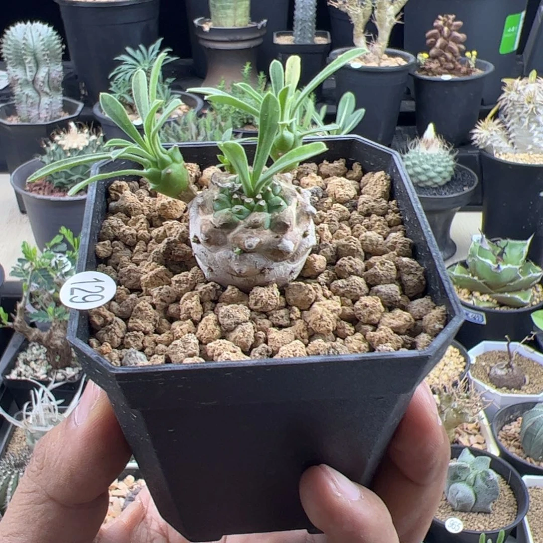 峨眉山大戟一物一拍