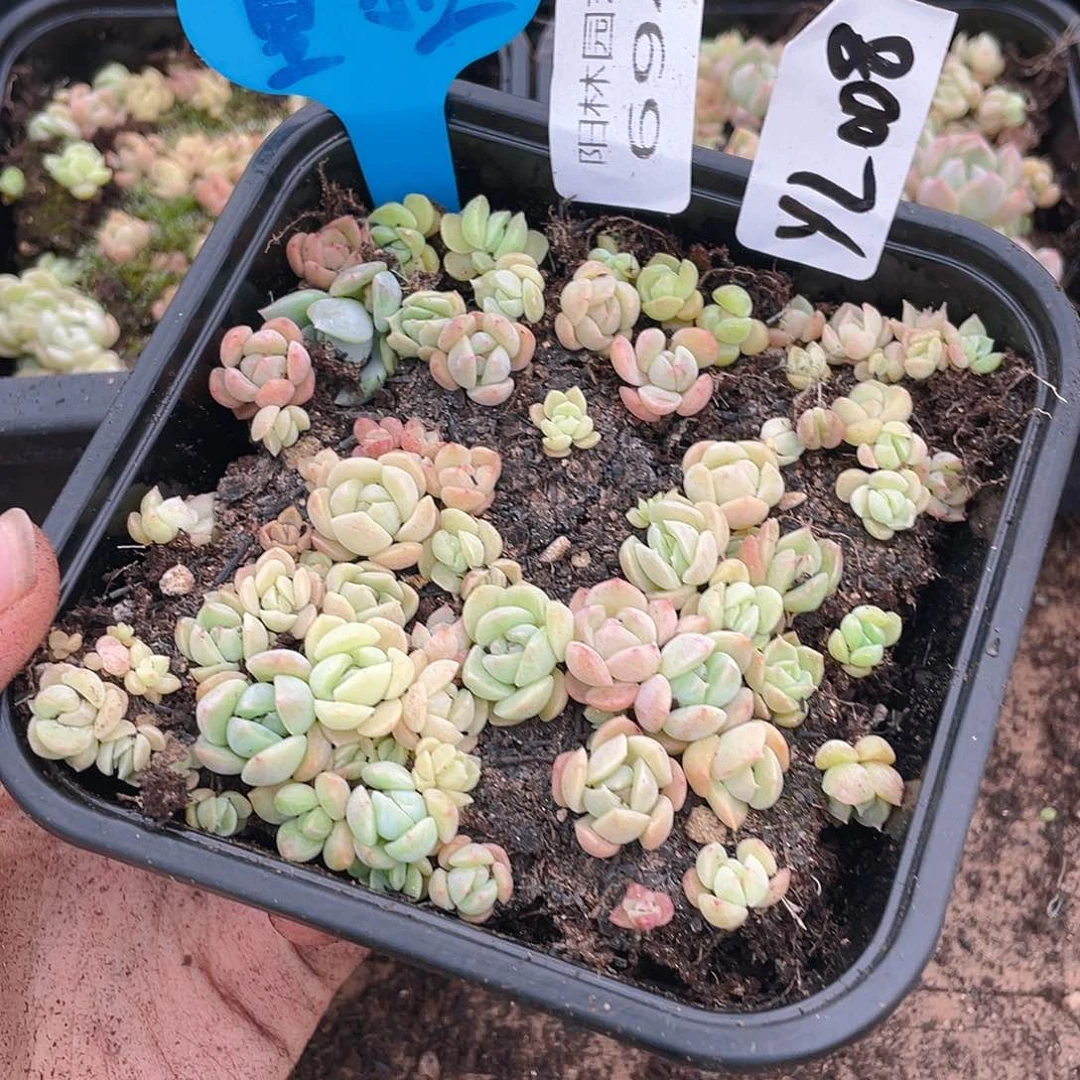 量拍多肉植物多肉植物694