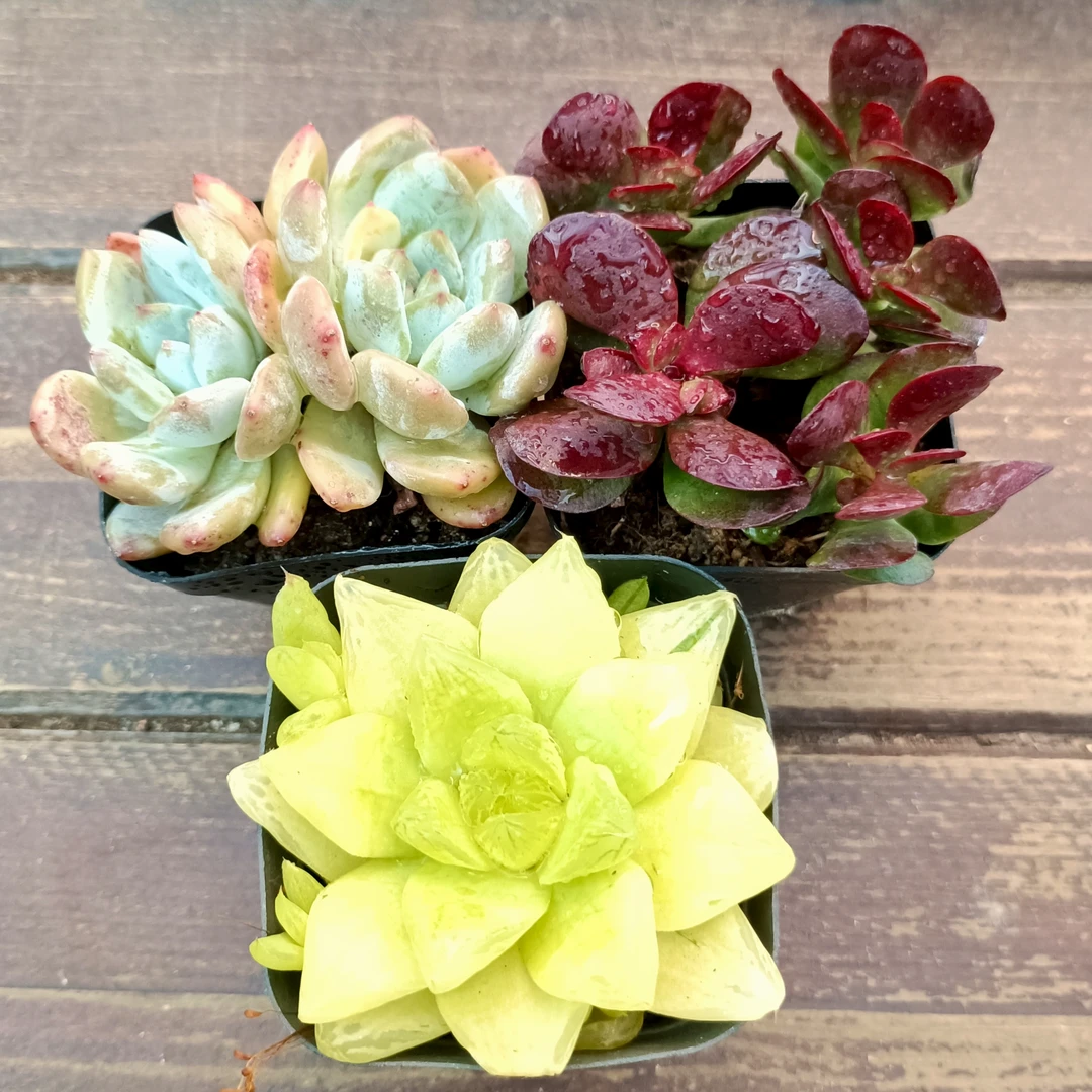 【满9.9包邮】紫蝶＋橙梦露多头＋黄金玉露多肉 皮实好养度夏