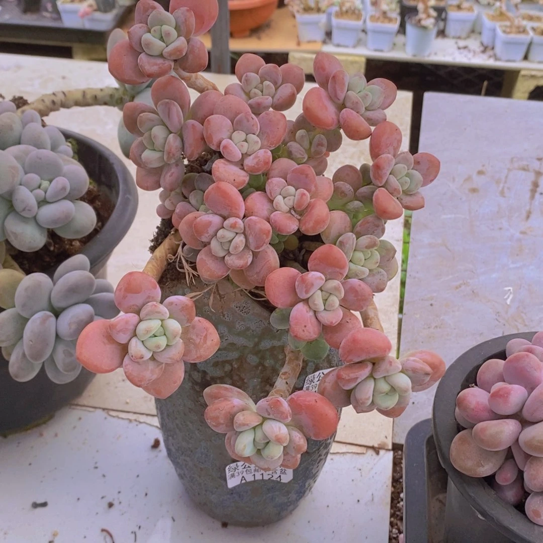 樱花洛神14cm1124多肉植物