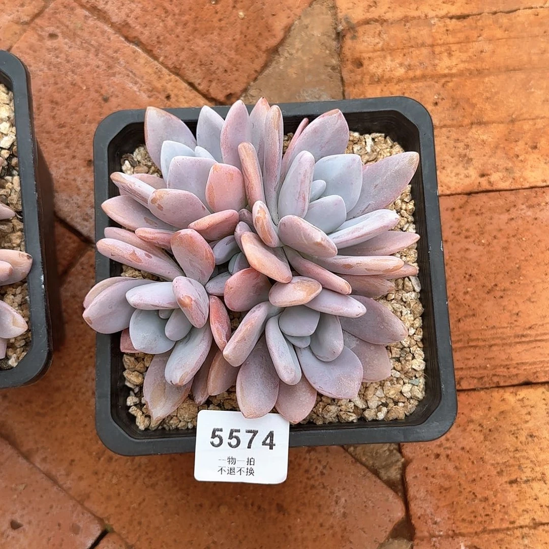 旧***颜5574粉兔多肉。