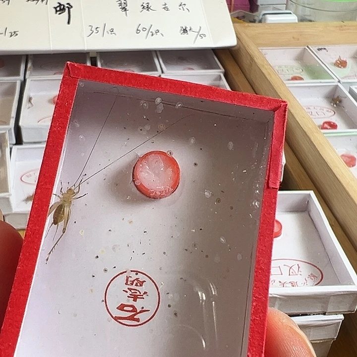 石老师大黄蛉好可爱