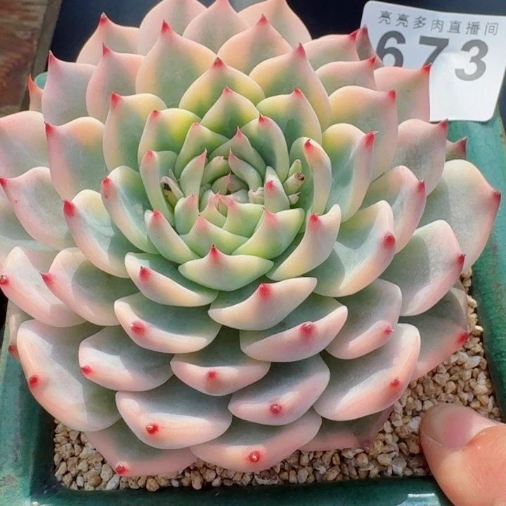 吉娃娃锦         精控精养多肉植物