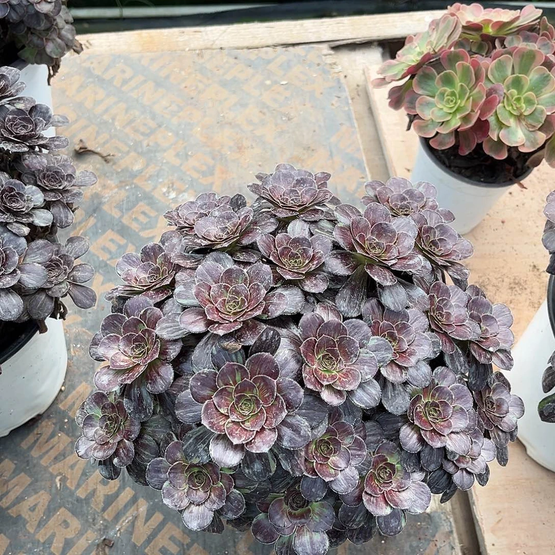 花无缺花无缺好看