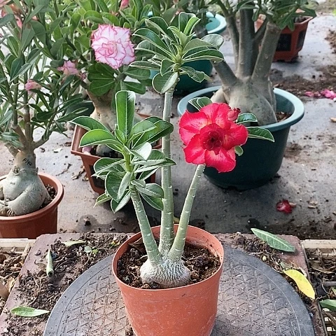 【闪购商品】无花朵静***水