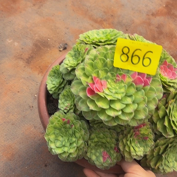 多肉植物知否866个