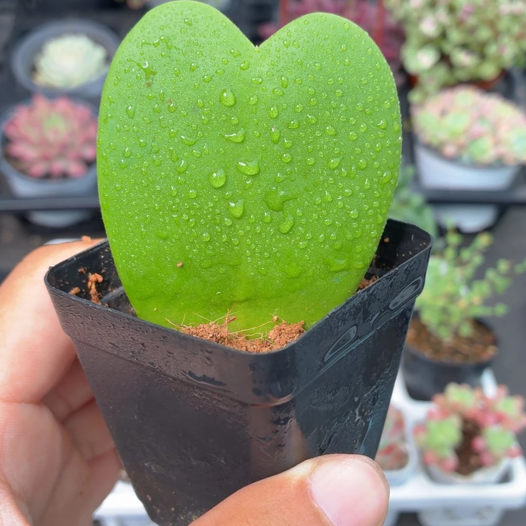 一片心多肉9.9包邮发货
