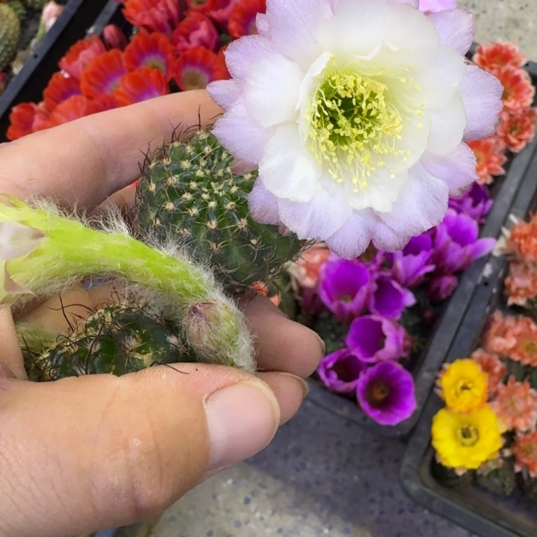 339丽花白边粉无根侧牙歪3公分左右，20包邮