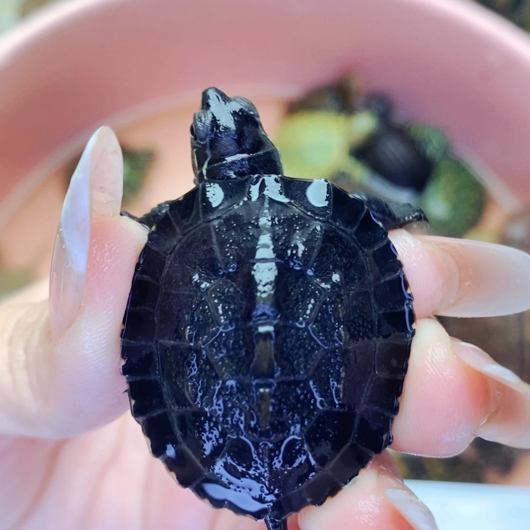 不分公母宠物龟第二单价格 黑颈