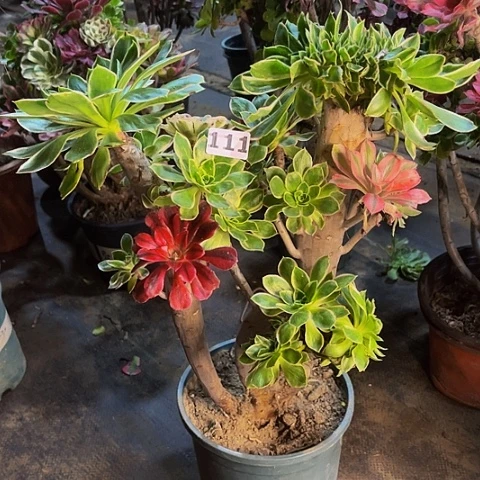 法师嫁接的时候就会有111