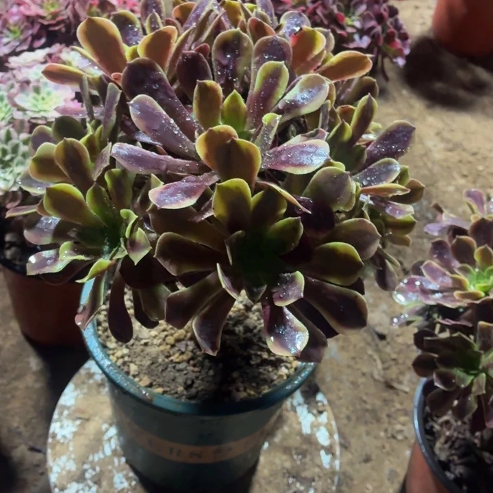 欧佳丽一棵脱土发货