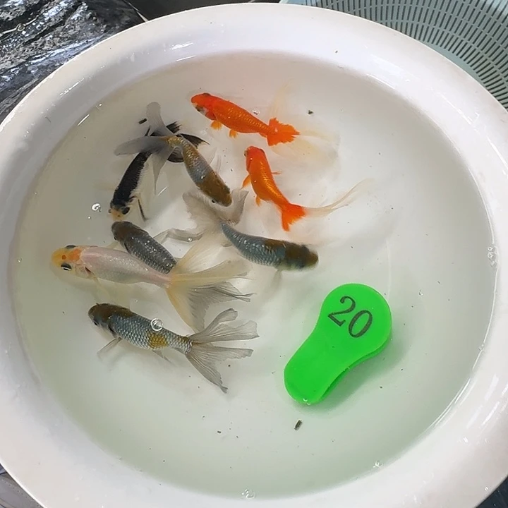 金鱼金鱼金鱼金鱼金鱼
