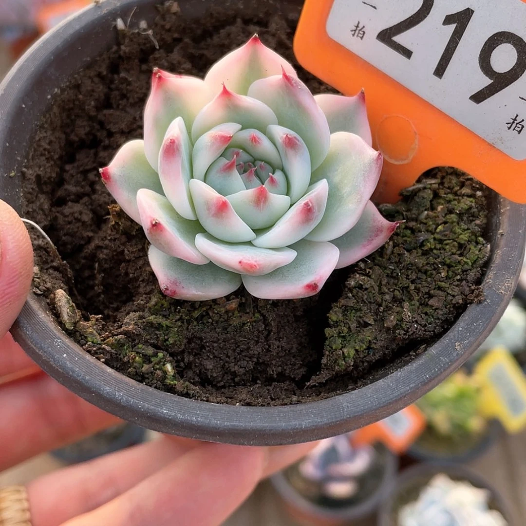 【闪购商品】219号