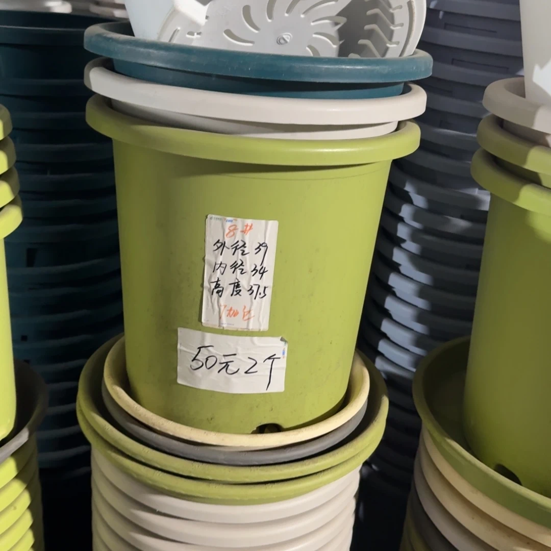 四季8#口径39无拖果绿3个