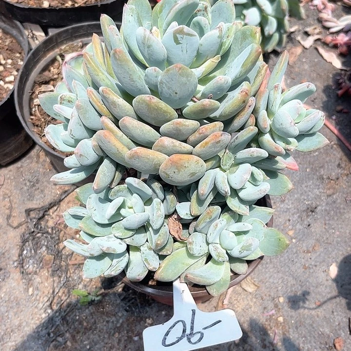 晨语多肉，一物一拍90