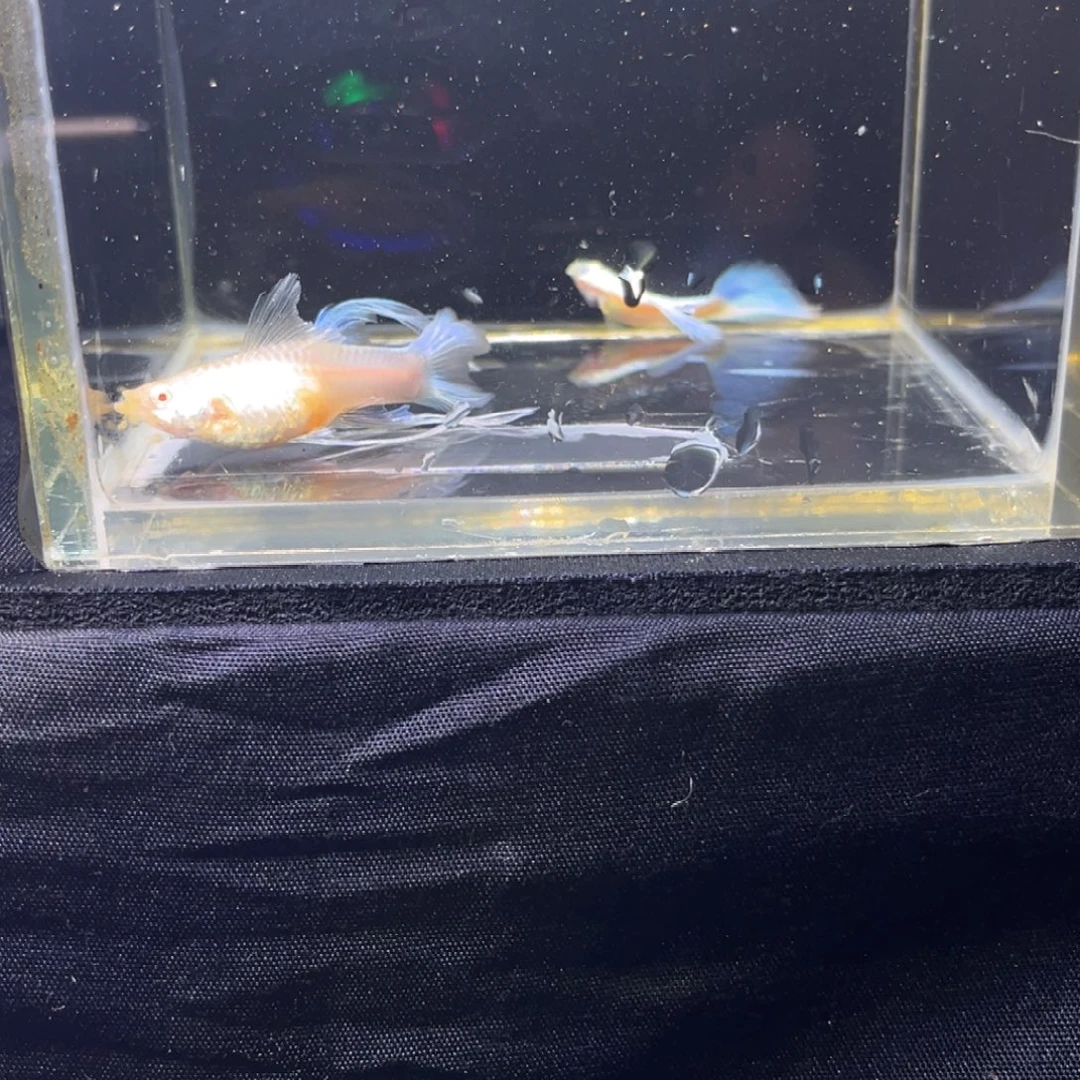 孔雀鱼孔雀鱼孔雀鱼