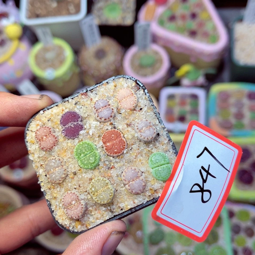 847生石花带盆发