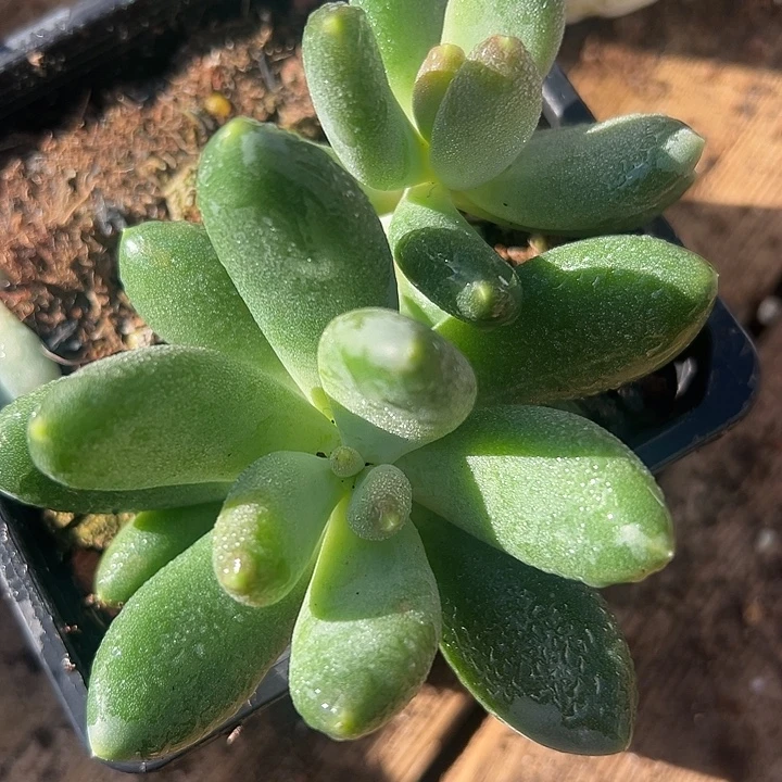 X系列美人一物一拍