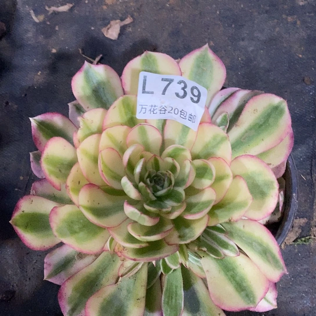 739倾城多肉植物