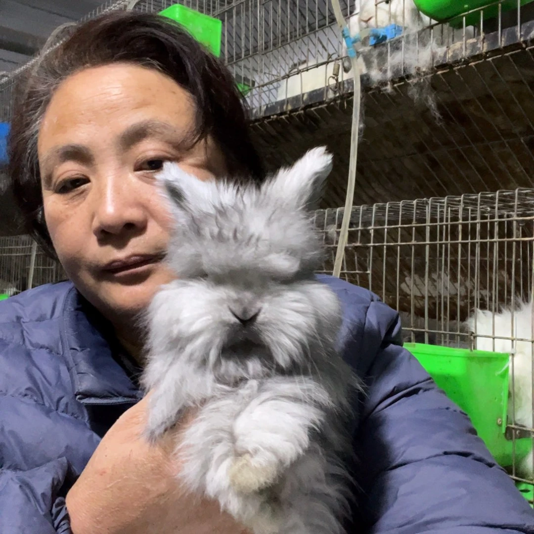 宠物兔英系安哥拉兔