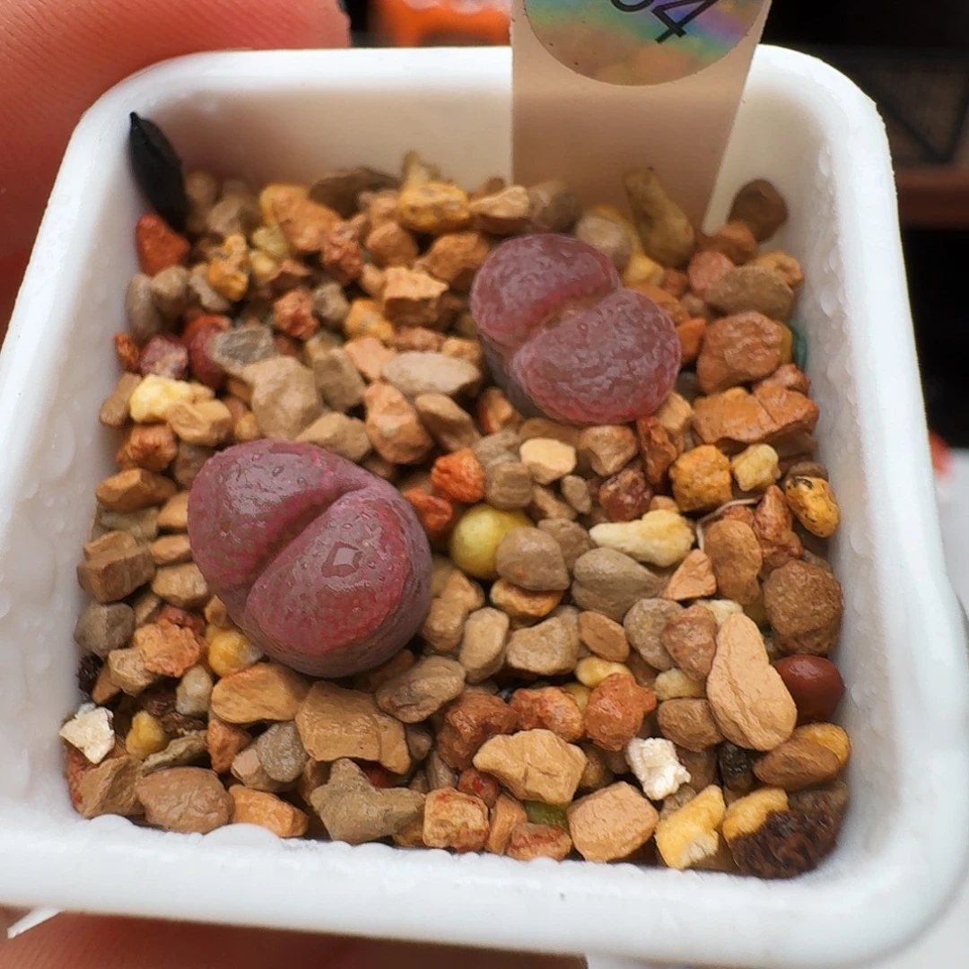 多肉植物福利风铃934