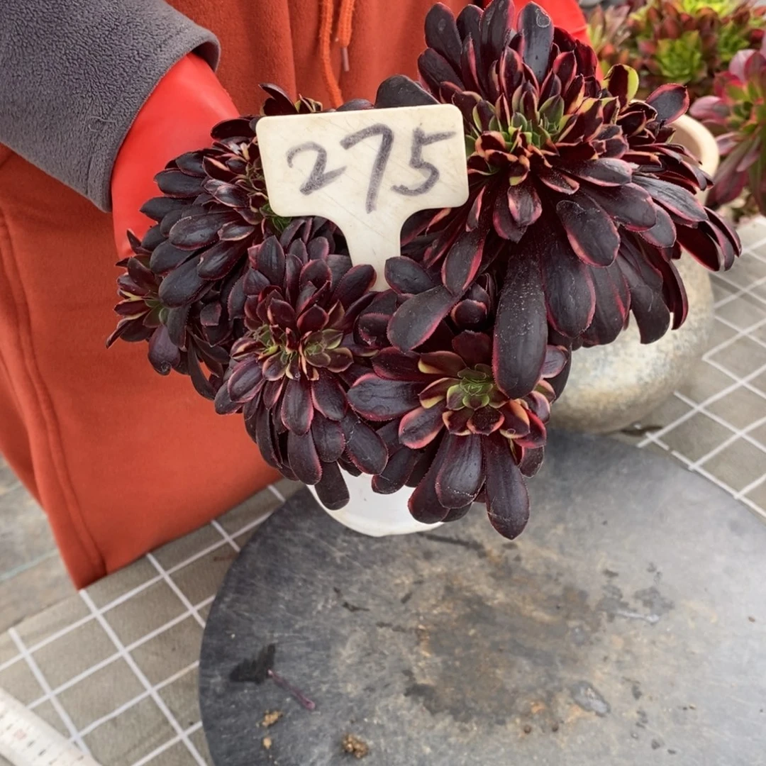 红陶275欧嘉莉缀化