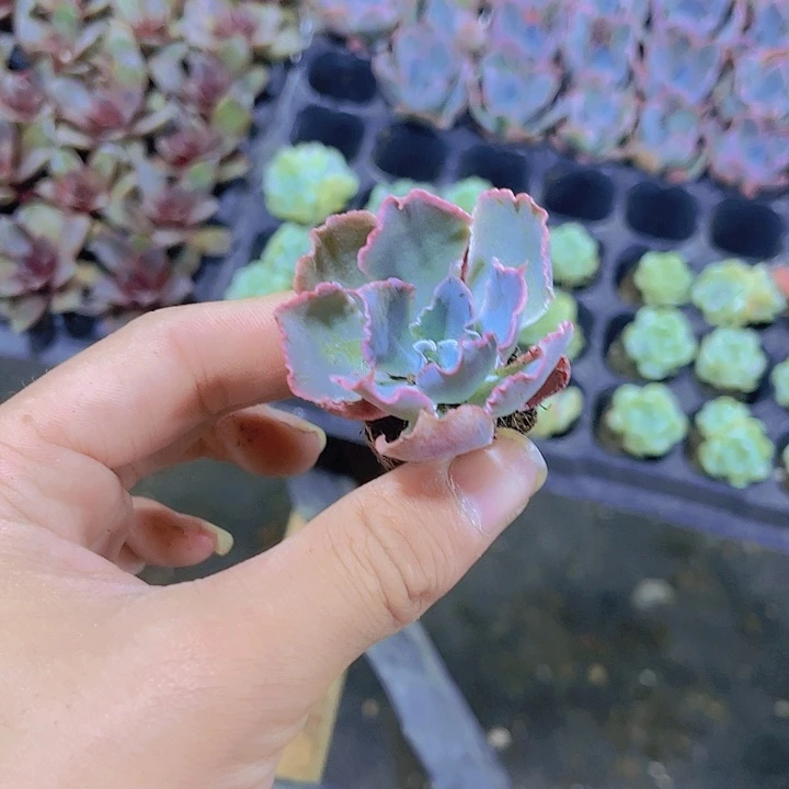 精品晚霞之舞多肉植物
