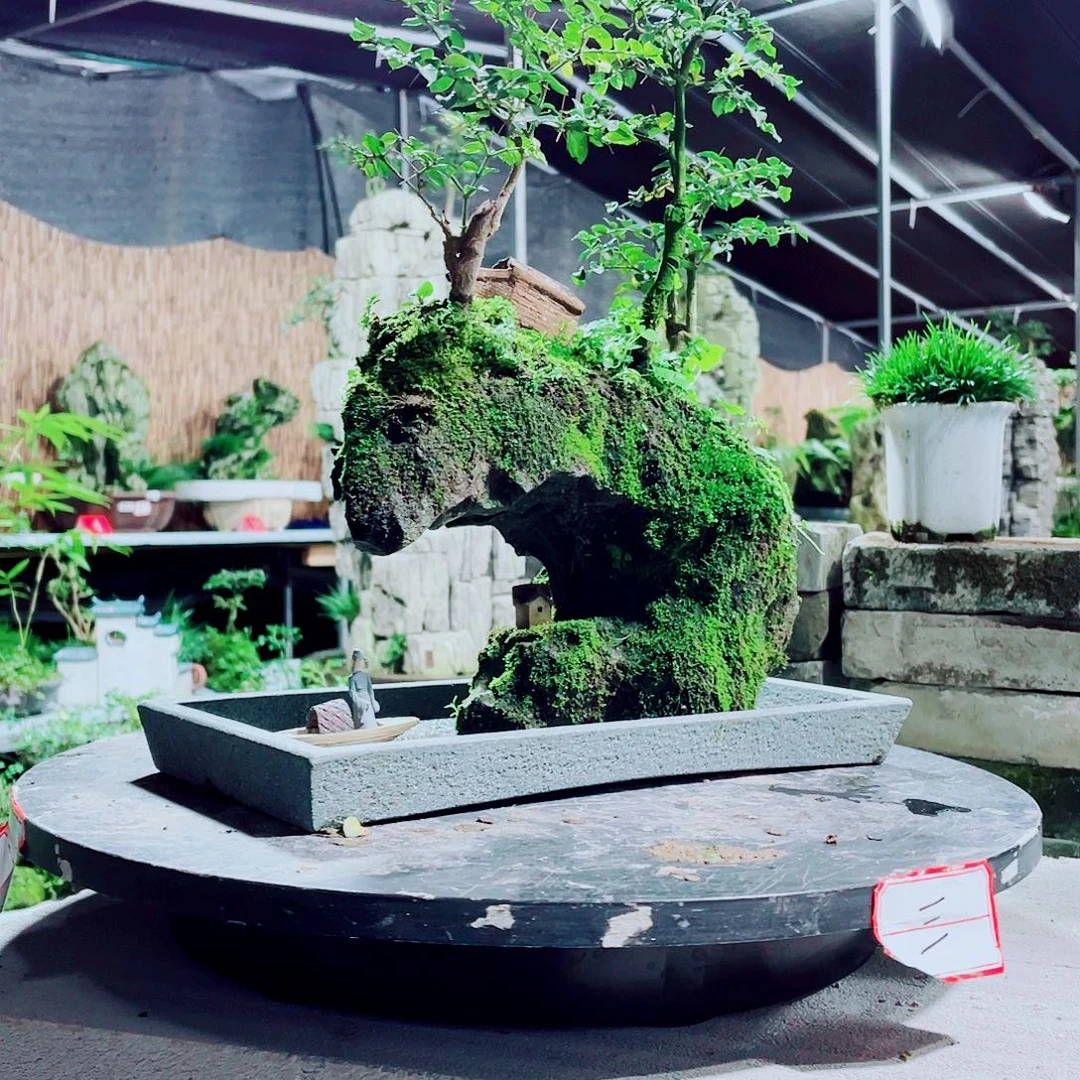 用***9无花朵新品上架的一种全新风格