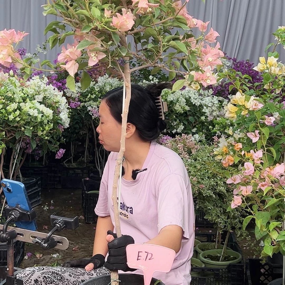 琴***扬大部分花苞少量开放E72卡亚塔