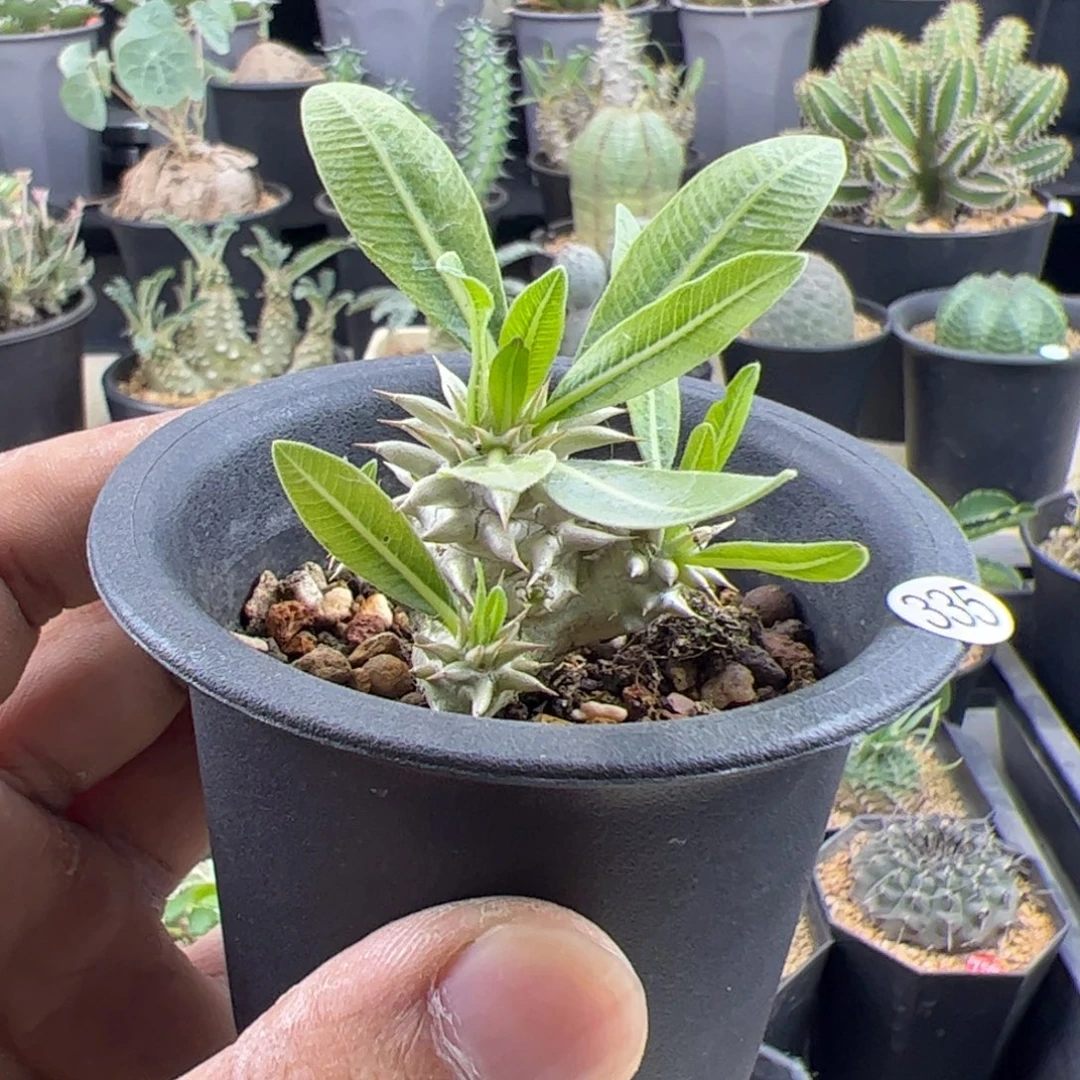 惠比大黑一物一拍默认脱土发