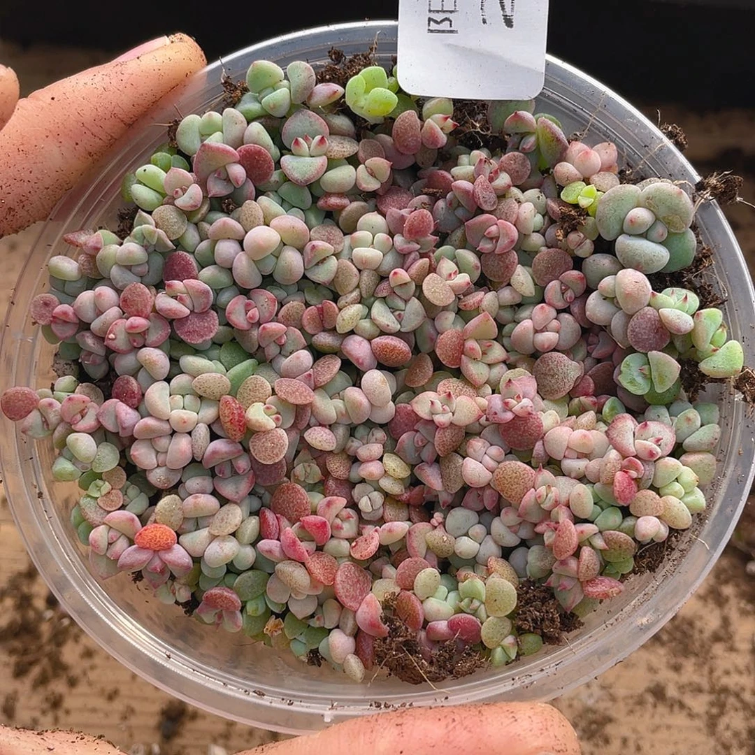 多肉植物多肉植物273