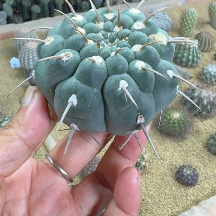 仙人球，三刺玉，有根