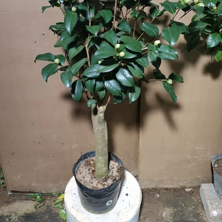 810帕克雷欧，原盆原土发货，不包邮