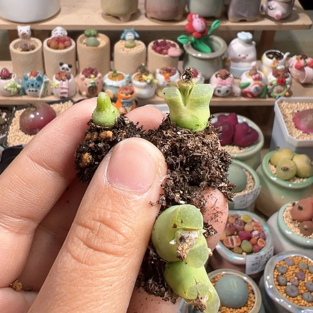 小*多肉植物110号一起