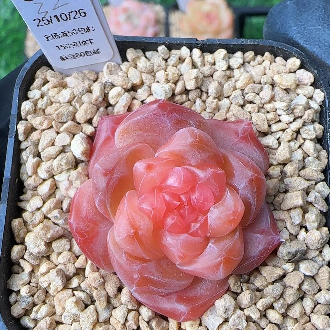 045    珍妮糖心  5厘米盆