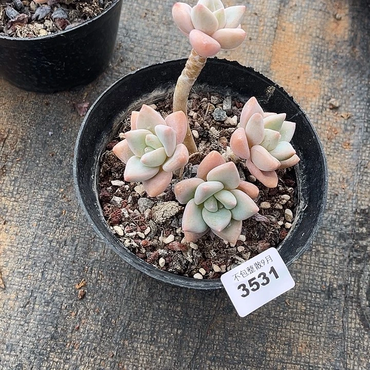 阿雅园艺。         3531龙蛋