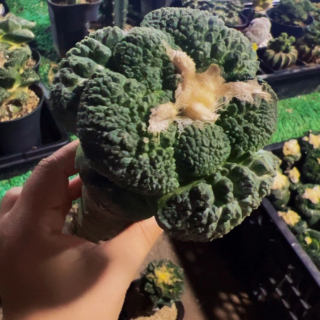小***胖无花朵大尤哥斯拉牡丹939