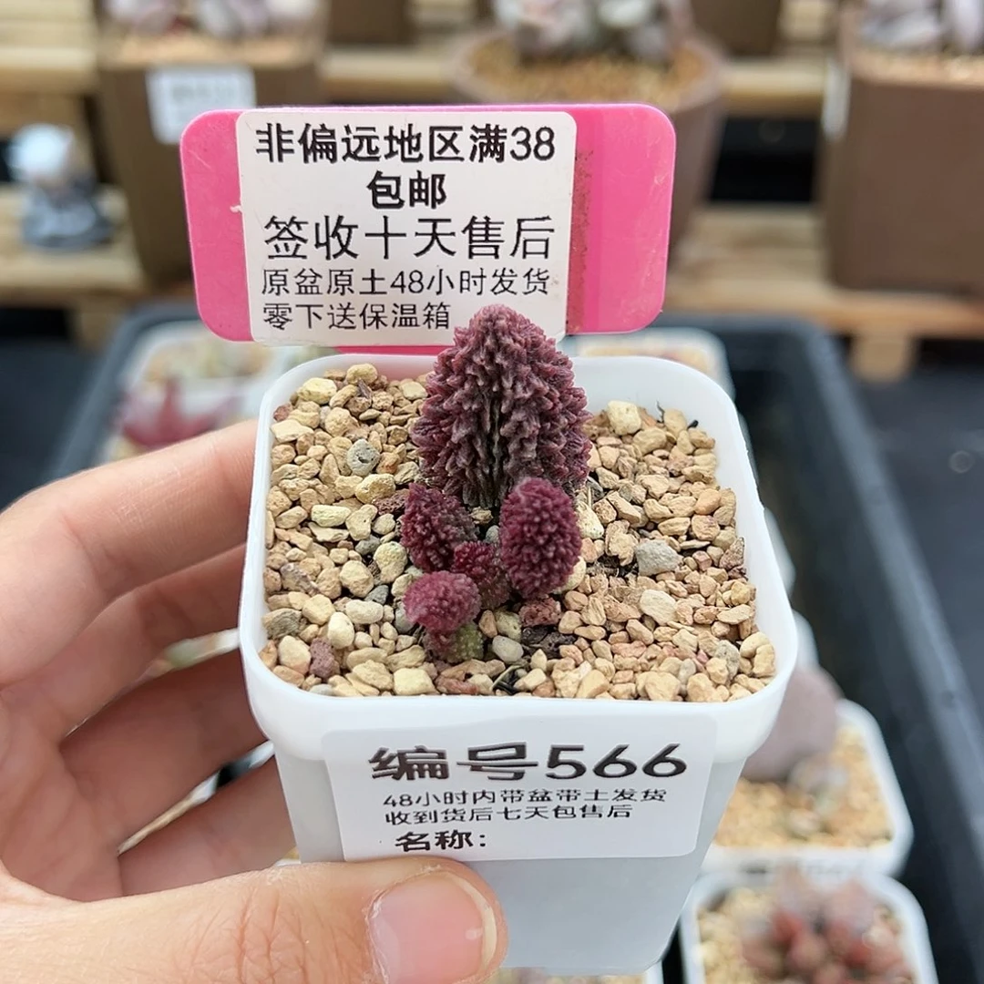 566朱紫玉多肉植物