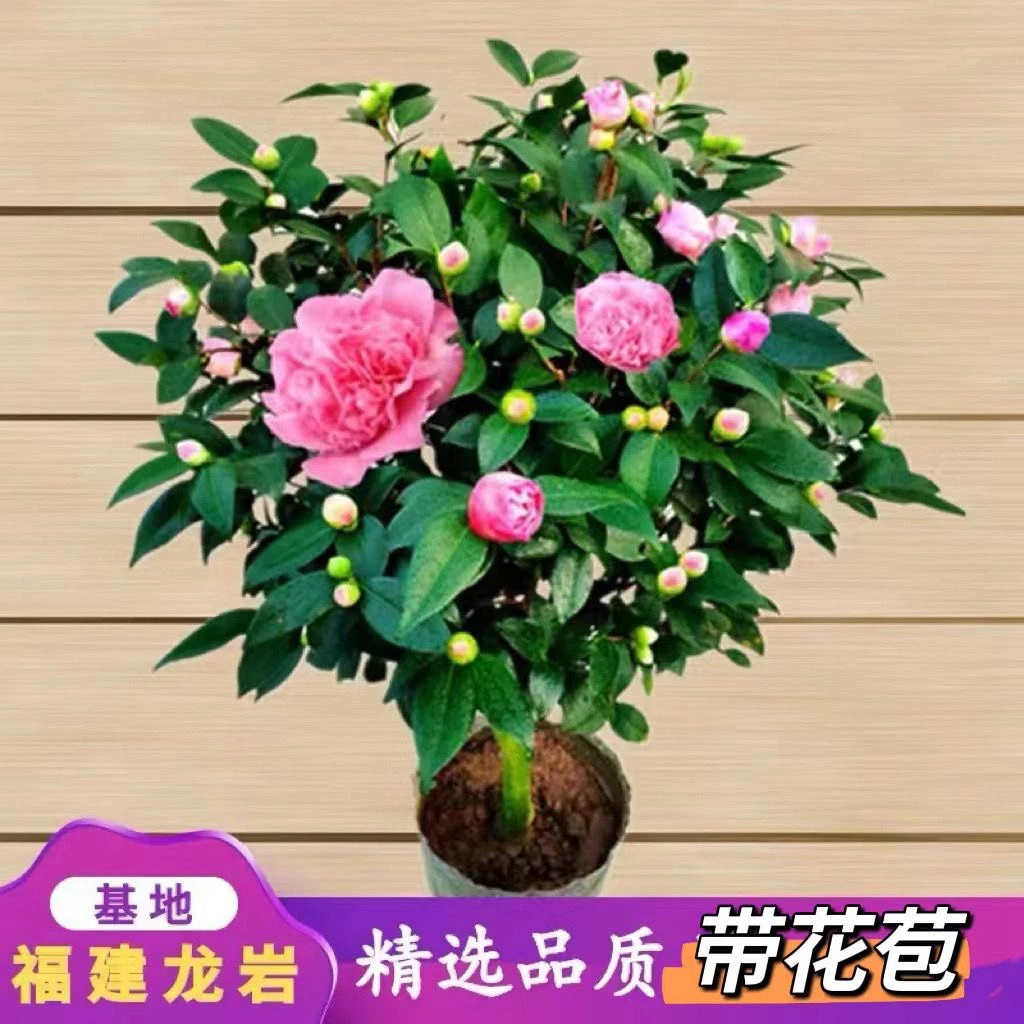 香妃茶花好养植物带花苞开花香高度约60到70公分重瓣粉红色茶花