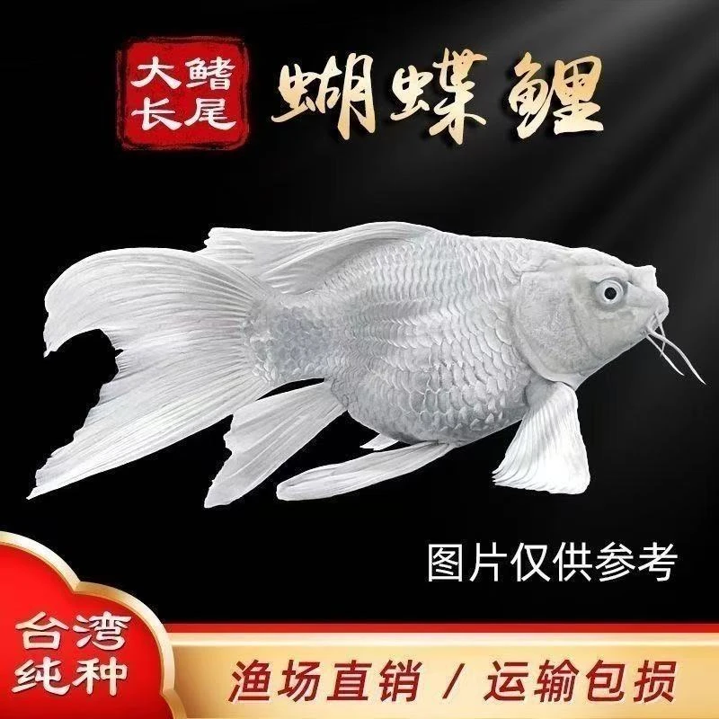 纯种白短身体蝴蝶蝴蝶鲤观赏鱼大鳍大尾冷水好养