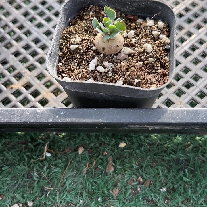 格加厚敦菊，带盆包邮