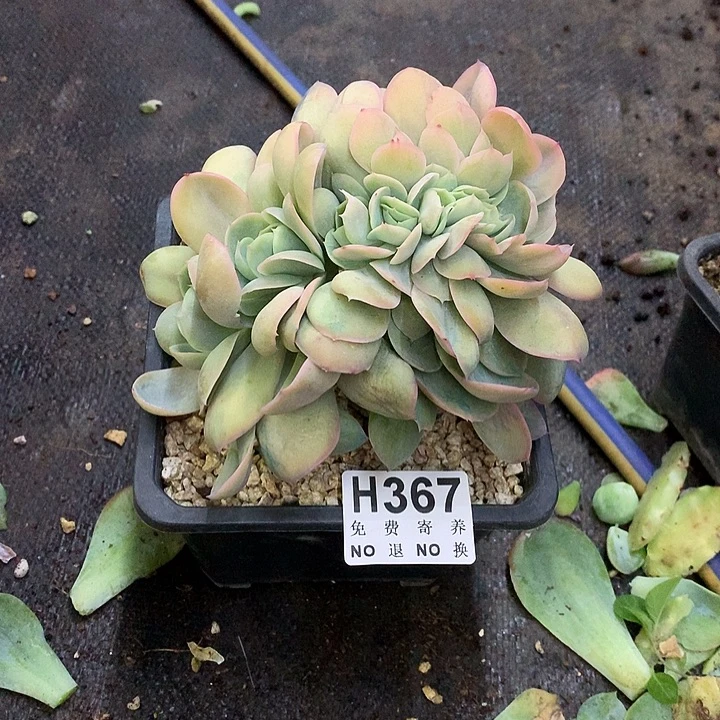 桃花坞缀化 非偏远38包邮 节后发货