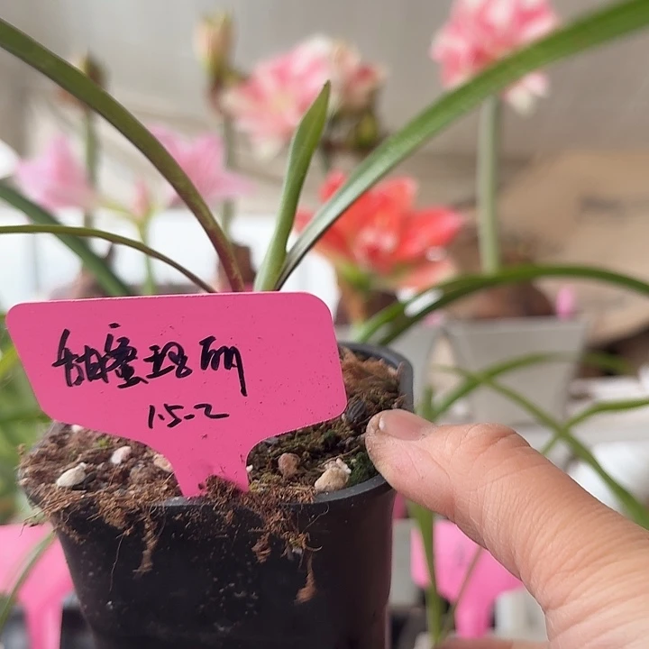 无花朵甜蜜玛丽朱顶红直径1.5-2