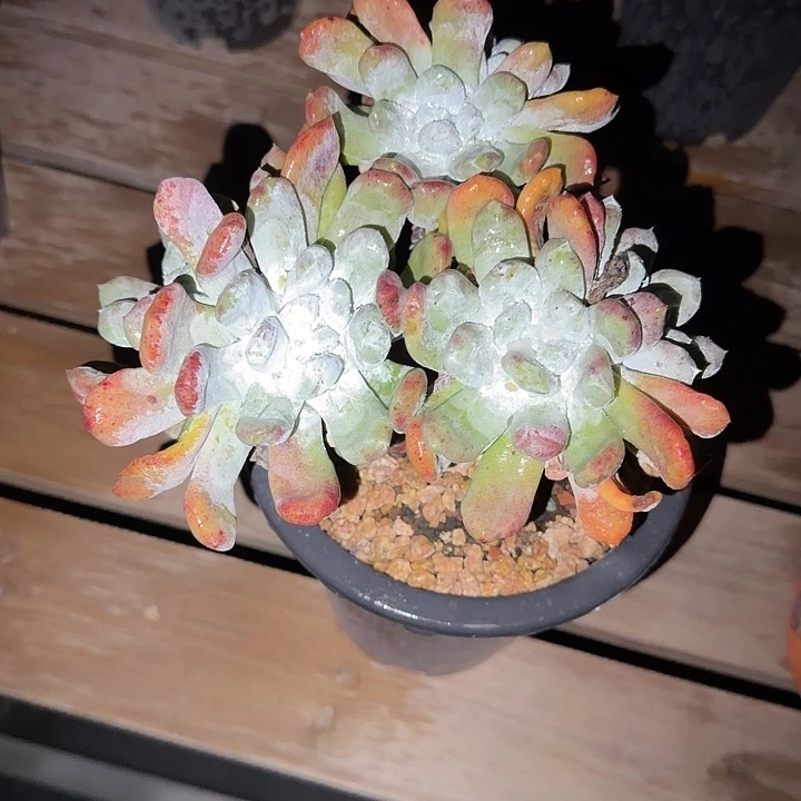 懒***2拇指仙女杯白多肉植物